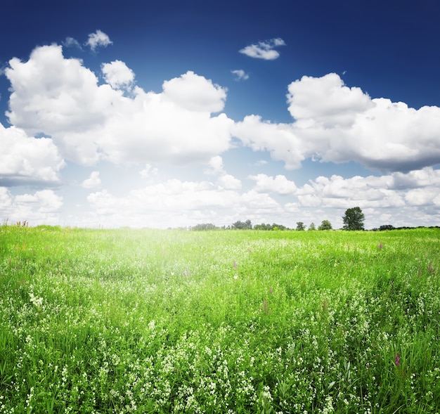 Green field summer