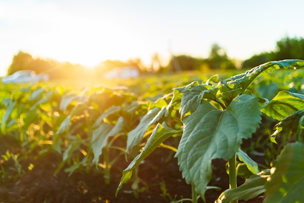 Campo verde del girasole, nuvole bianche nel cielo blu e bella alba