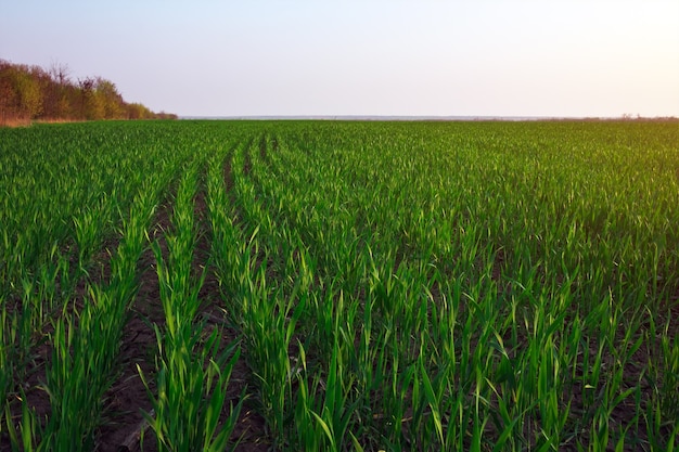 A green field during sunset as a background.