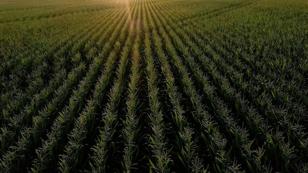 Сладкая кукуруза зеленого поля на закате. Урожай сладкой кукурузы доволен.