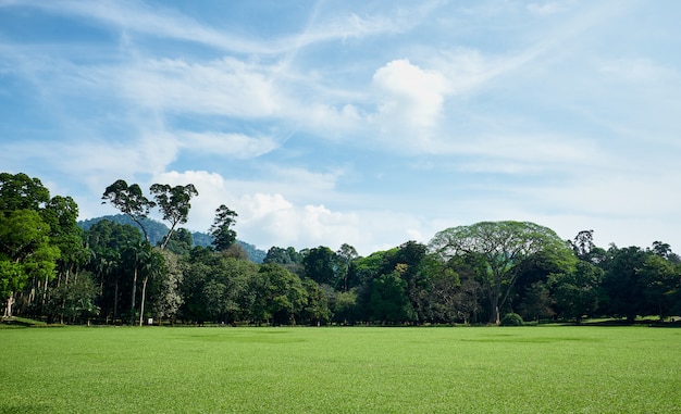 Green Field and Trees in King Garden of Peradeniya