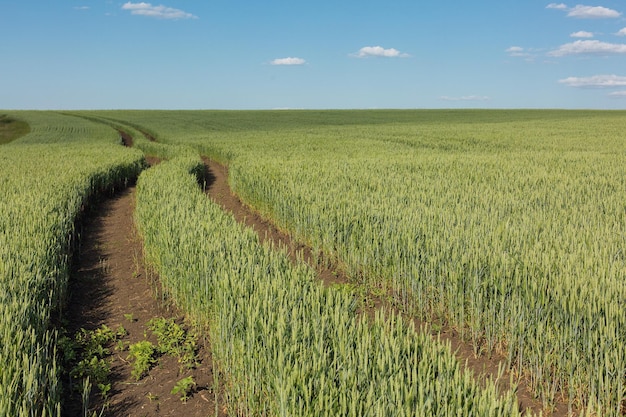 Green field of wheat in spring