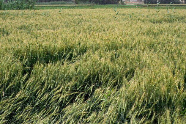 Foto campo verde di grano texture campo di grano immaturo