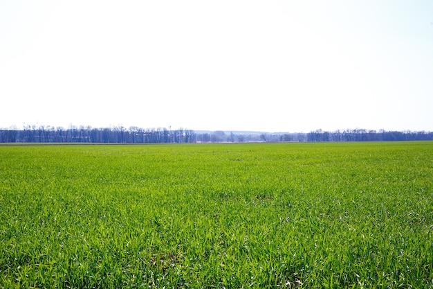 Зеленое поле, на котором растет трава. Сельскохозяйственный ландшафт летом