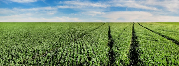 Green field of winter wheat sprouts of early spring and traces of agricultural machinery panoramic view