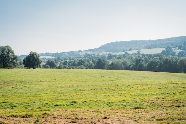 green field with background landscape of green trees on a sunny day