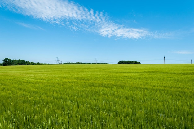 Green Field with beautiful blue sky