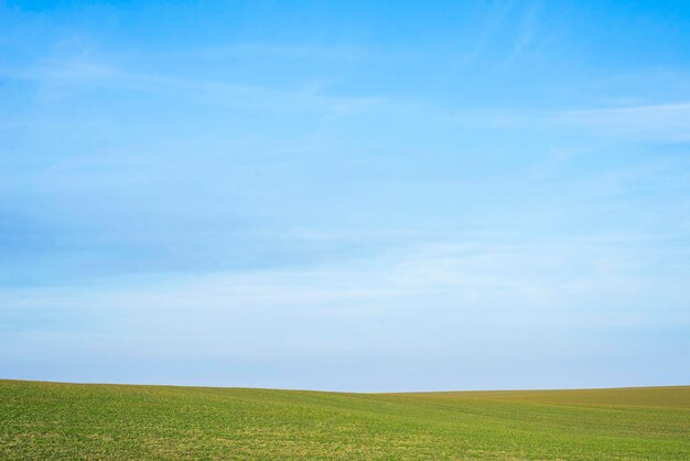 Зеленое поле на фоне голубого неба