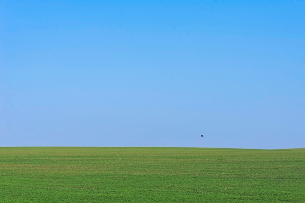 Green field with blue sky as a background