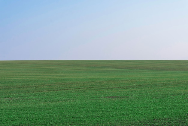 Green field with blue sky as background