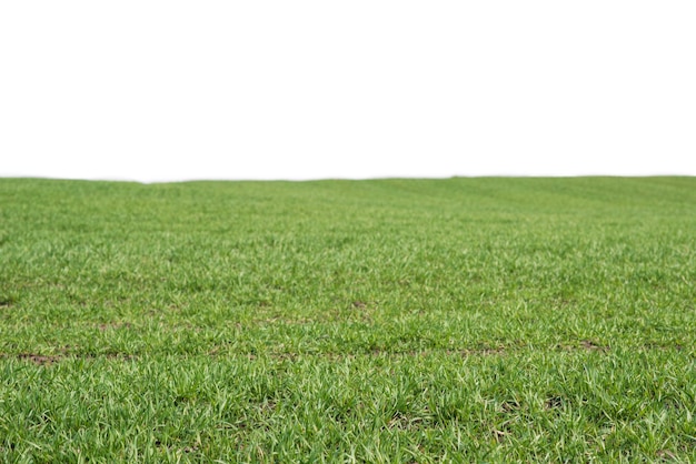 Green field with blue sky as background