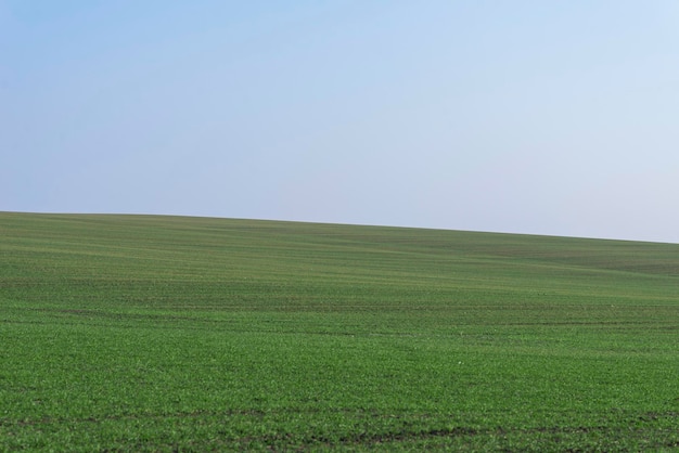 Green field with blue sky as background