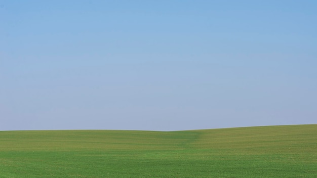 Photo green field with blue sky as background