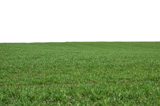 Photo green field with blue sky as background