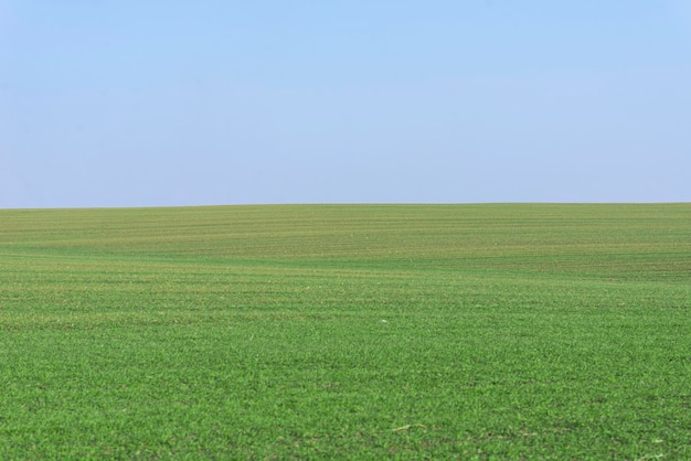 Green field with blue sky as background