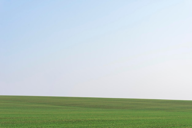 Green field with blue sky as background