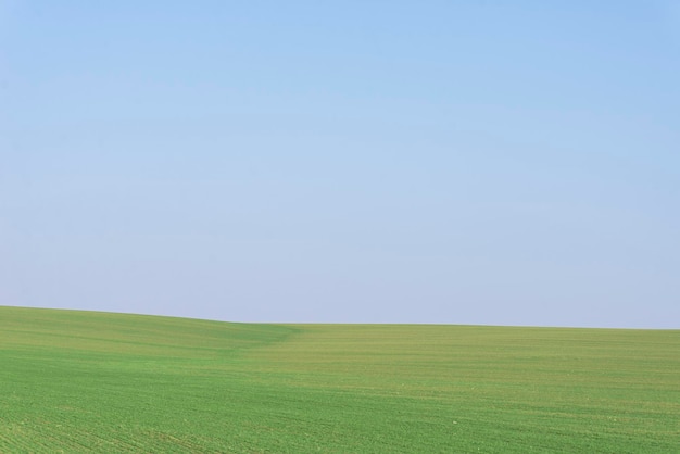 Green field with blue sky as background