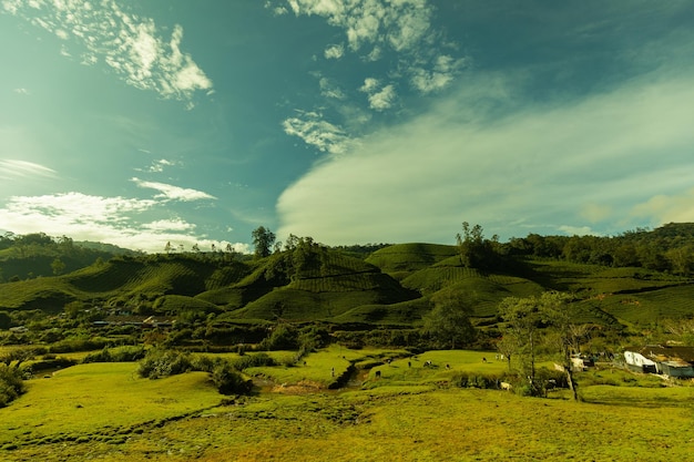 Photo a green field with a blue sky and clouds