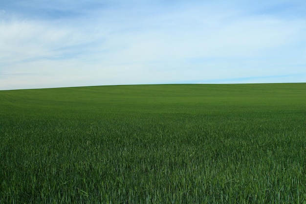Photo a green field with a blue sky and a green field with a white cloud in the background
