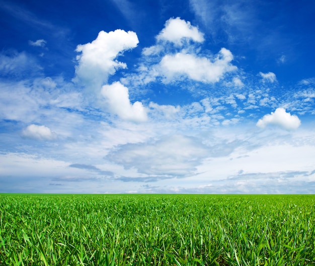 green field with blue sky