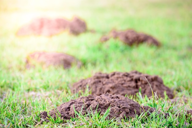 Photo green field with burrows of moles