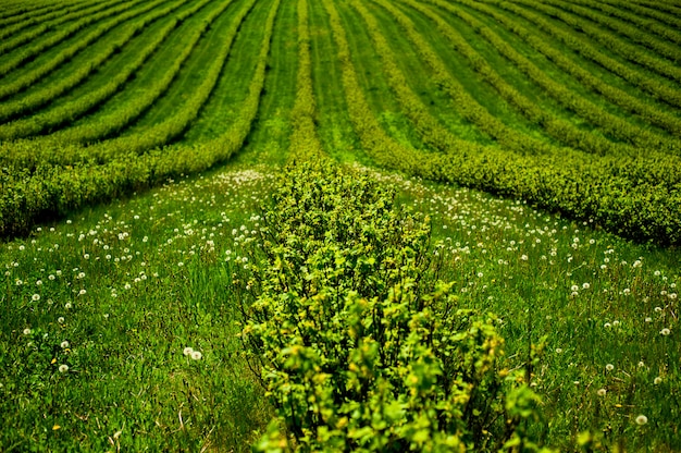 Green field with bushes