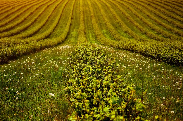 Green field with bushes