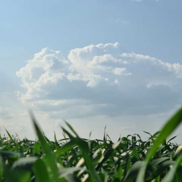 A green field with a cloud in the sky