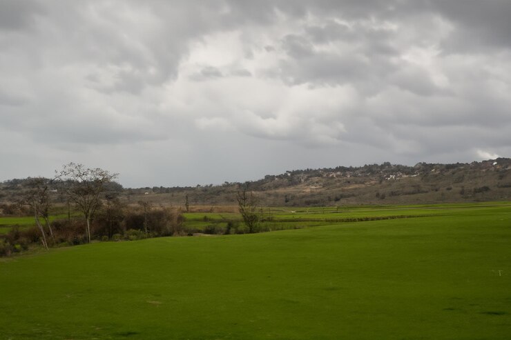 a green field with a cloudy sky and a tree in the background