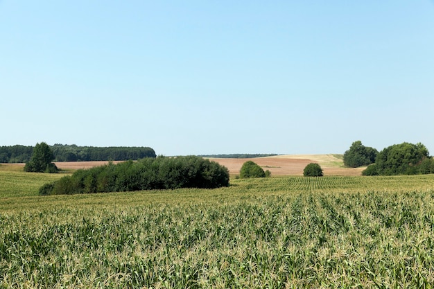 green field with corn