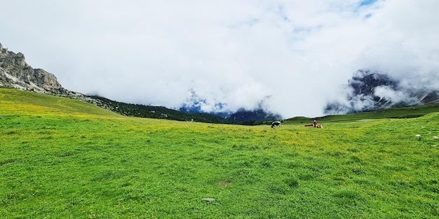 A green field with cows in the foreground and mountains in the background.