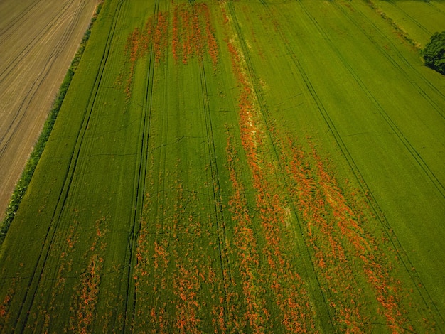 a green field with flowers and a bird in the middle