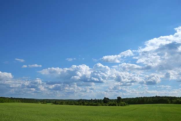 Green field with forest horison with blue cloudy sky in sunny weather in summer