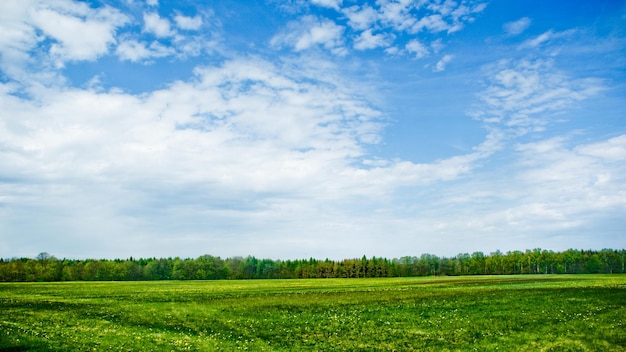 Photo green field with forest on horizon