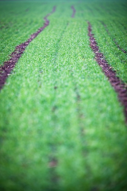 Green field with a lovely perspective