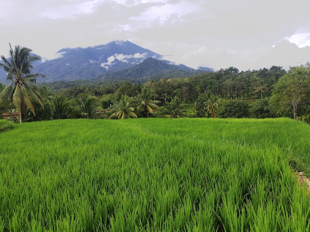 A green field with a mountain in the background