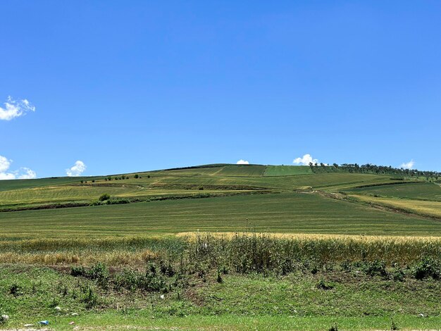 A green field with a mountain i