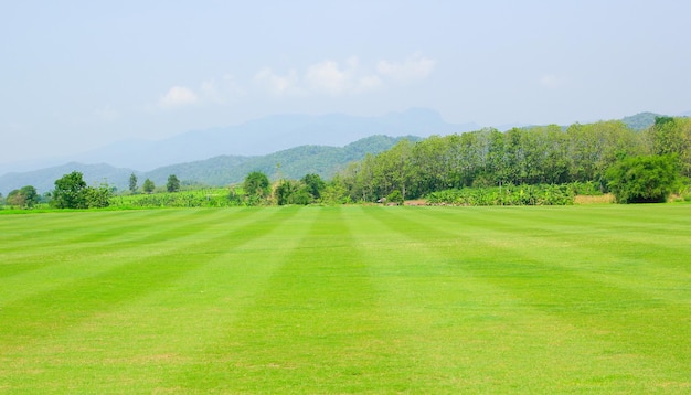 A green field with mountains in the background