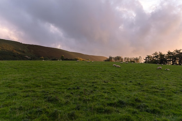 Green field with sheep at sunset in Wales