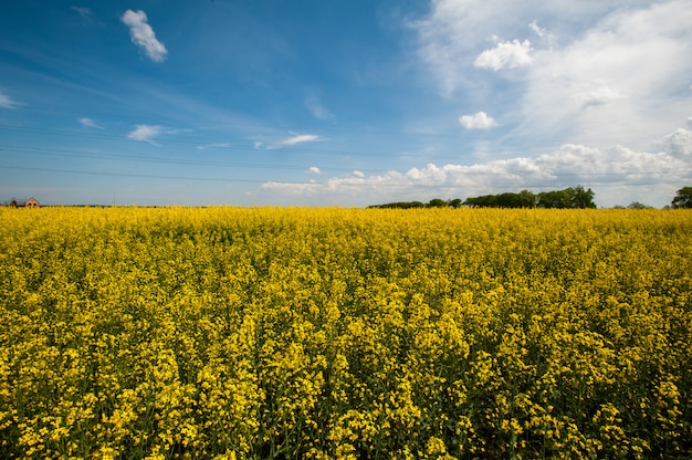 Green field with sky