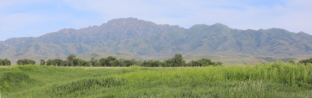 green field with tall grass and blue sky