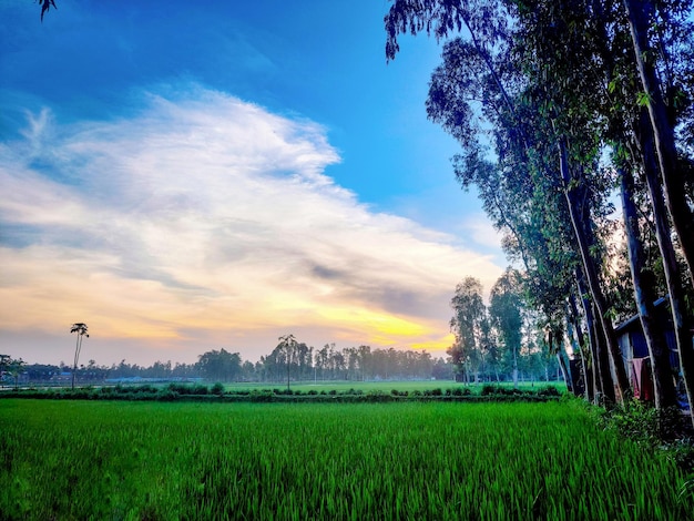 A green field with trees and a blue sky