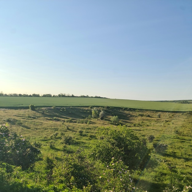 A green field with trees and bushes