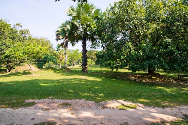 Green field with trees in the park landscape view