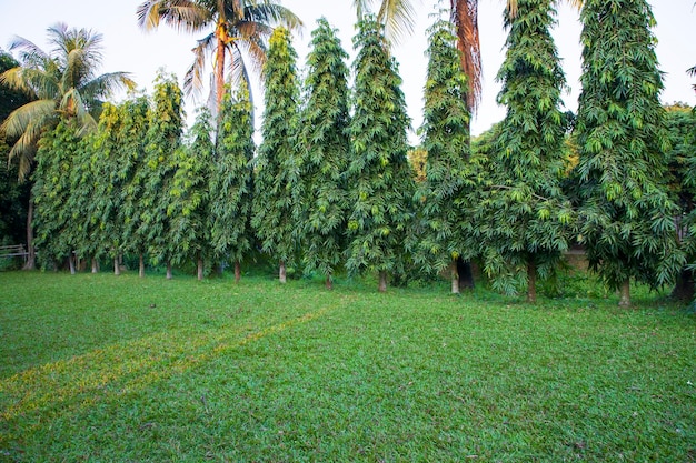 Green Field with trees in the park landscape view