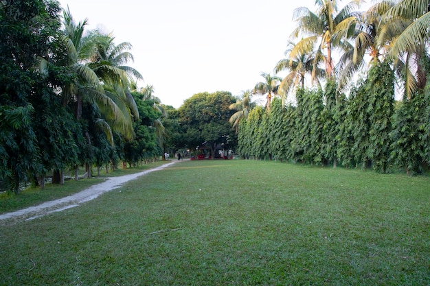 Green Field with trees in the park landscape view