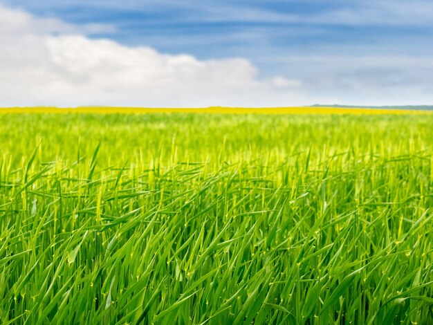 Green field with wheat crops and sky with white clouds