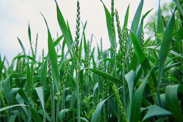 Green field with wheat ear