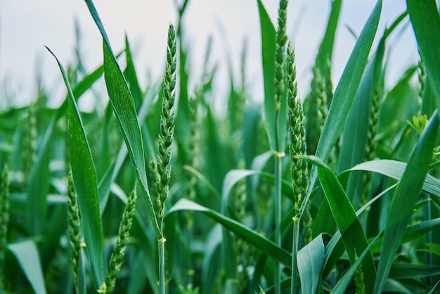 Green field with wheat ear