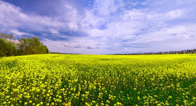 Фото Зеленое поле с желтыми цветами и голубым небом